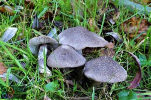 Tricholoma terreum- muisgrijze ridderzwam